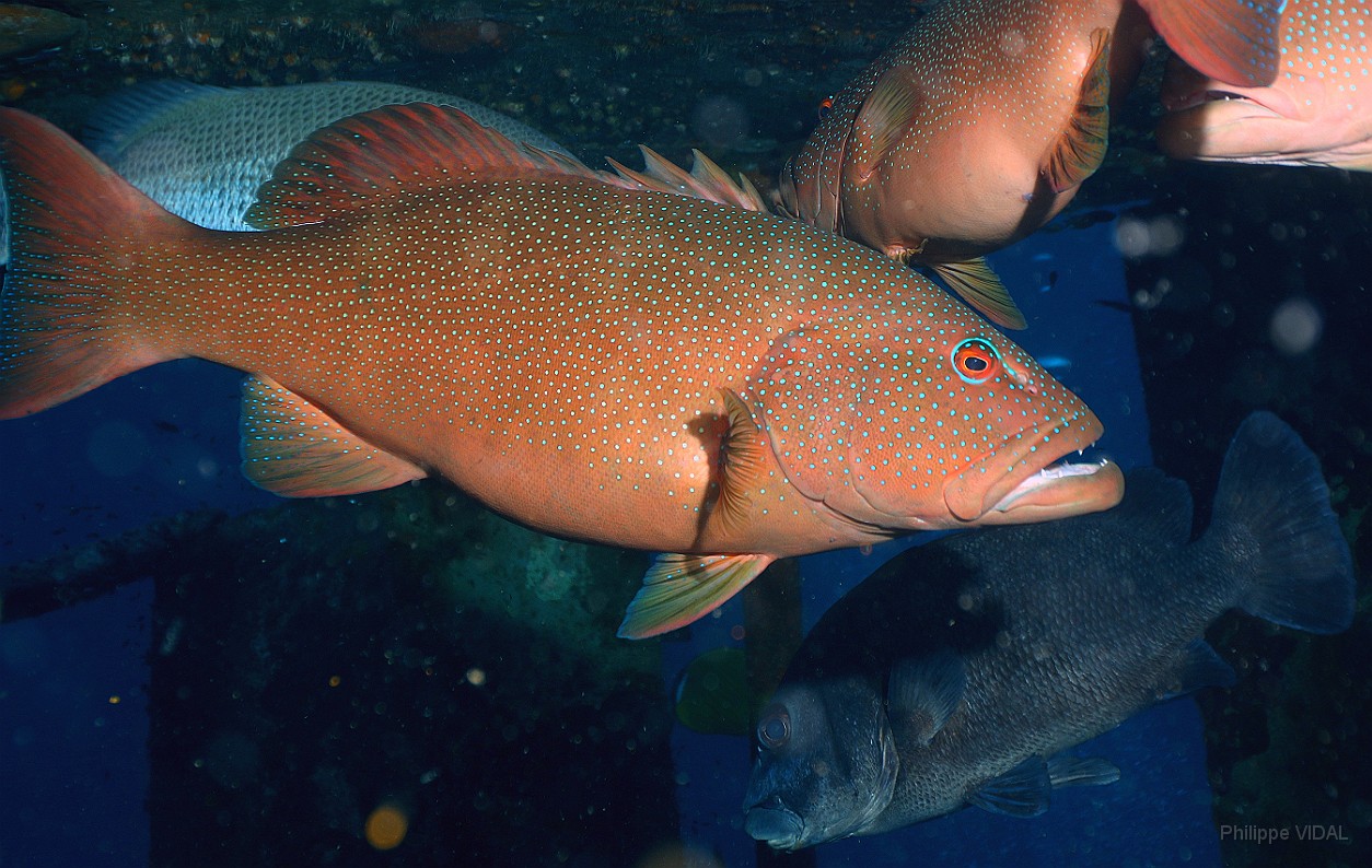 Thailand 2015 - Ko Tao - Merou Saumonee leopard - Plectropomus leopardus _IMG_3663_rc.jpg
